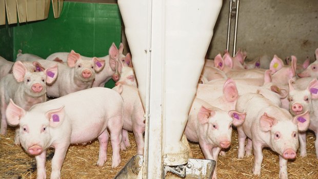 Blick in einen Aufzuchtstall im Bernbiet: Tierwohl, Fleischqualität und die Tiergesundheit sind die Trümpfe der Schweizer Schweinehaltung. Letzteres wird nun in der Vermarktung wichtig. (Bild Armin Emmenegger)