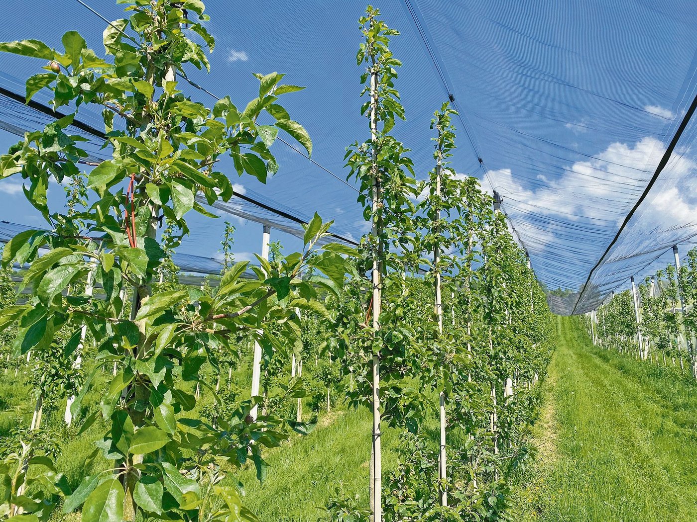 Pheromonfallen (vorne links im Bild) gegen die Apfelwickler beispielsweise würden bei der Annahme der Initiativen verboten. 