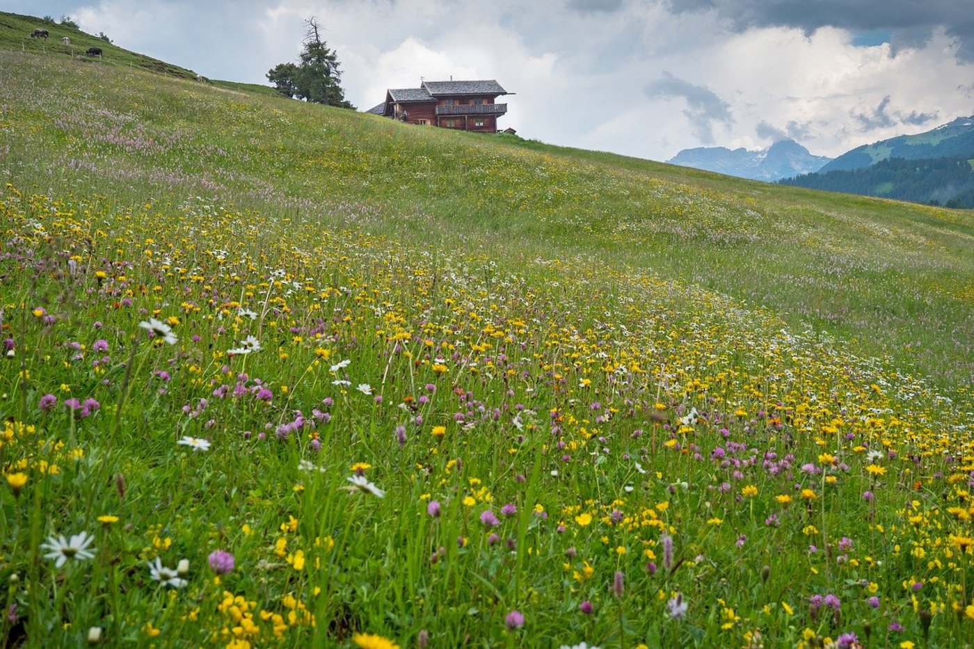Auch auf der Alp kommt man heute kaum mehr ohne Internetanschluss zurecht. (Symbolbild Pixabay)