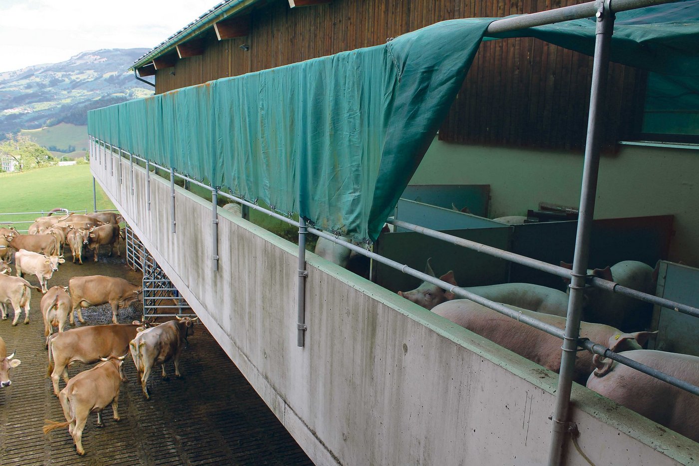 Oberhalb des Laufstalls für 75 GVE befinden sich die 168 Mastschweineplätze. Schulers bauten insgesamt über zwei Jahre an ihrem neuen Stall. (Bilder Reto Betschart)
