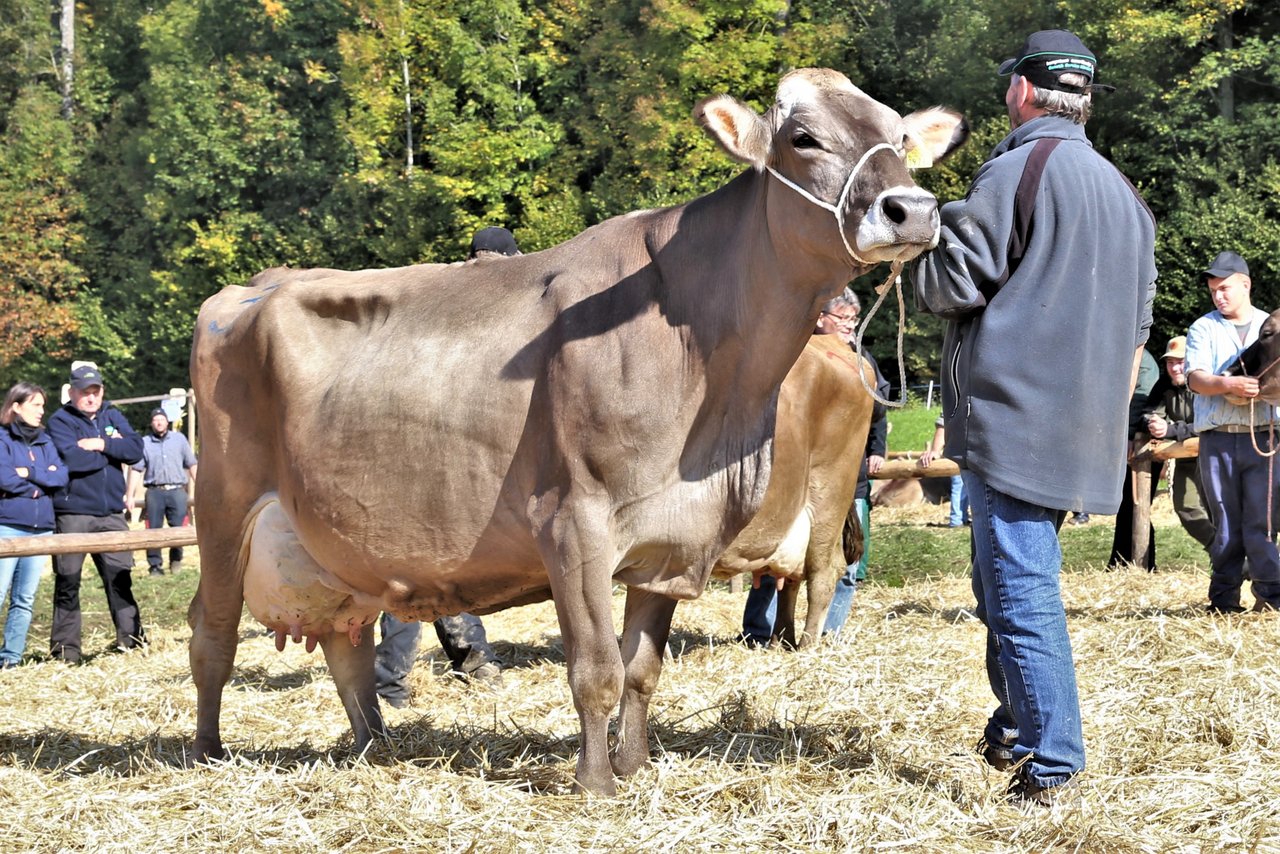 Was für eine Kuh. Auch mit 126‘544 kg Milch Lebensleistung präsentierte sich Etvei Beauty von Franz Abächerli noch enorm vital.