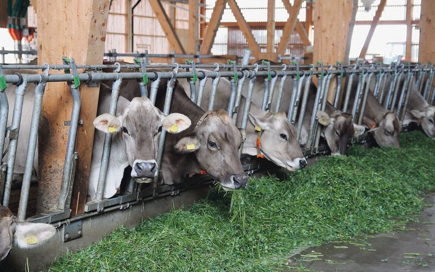 Ellikers hornlose Kühe lassen es sich schmecken.