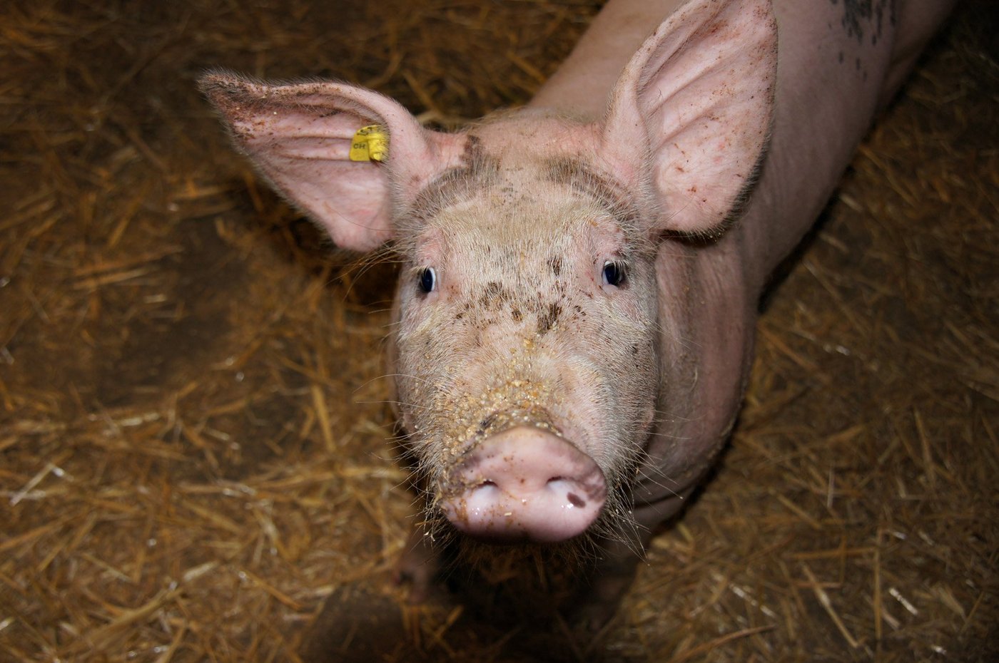 In der Schweiz ist die Afrikanische Schweinepest noch nie aufgetreten. (Bild: Jonas Ingold, lid)