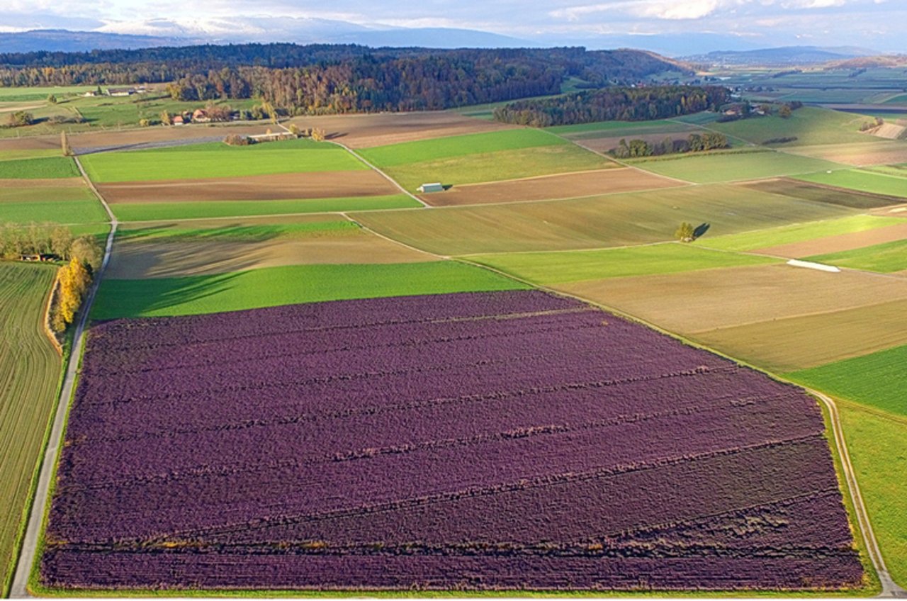 Ein lila Meer aus Kalettes® ist nur in den Kantonen Bern und Freiburg zu sehen. (Bild Kalettes®) 
