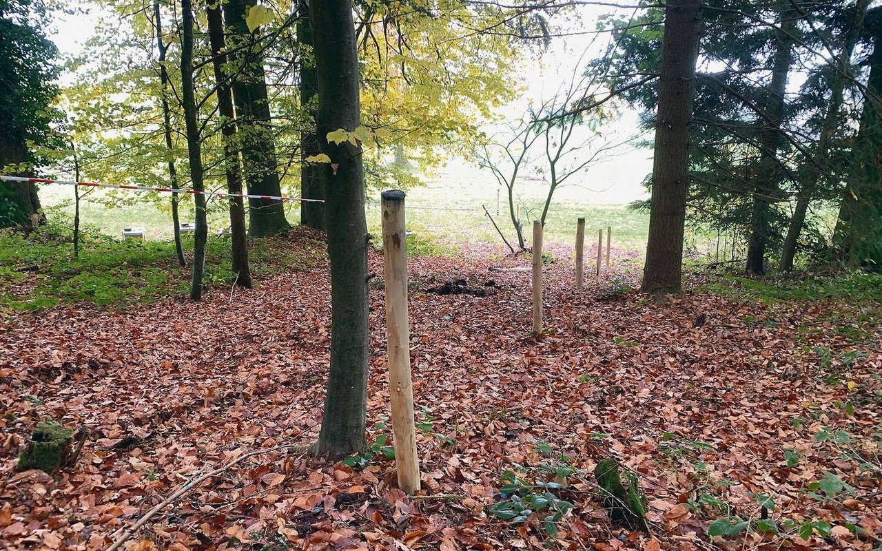 Die beiden Gehege für wenige Schweine umfassen nicht nur LN, sondern auch Wald. Aktuell wird vorbereitet und doppelt eingezäunt.