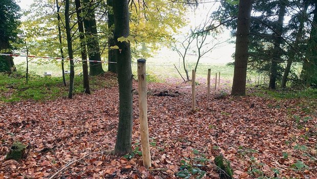 Die beiden Gehege für wenige Schweine umfassen nicht nur LN, sondern auch Wald. Aktuell wird vorbereitet und doppelt eingezäunt.