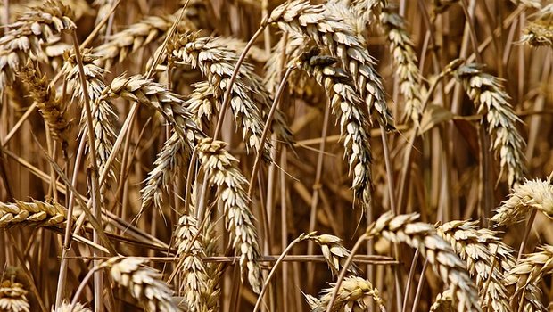 Nicht nur bei Weizen: die anhaltend trockene Witterung verursacht auch bei späten Kulturen Schäden. (Symbobild Pixabay)