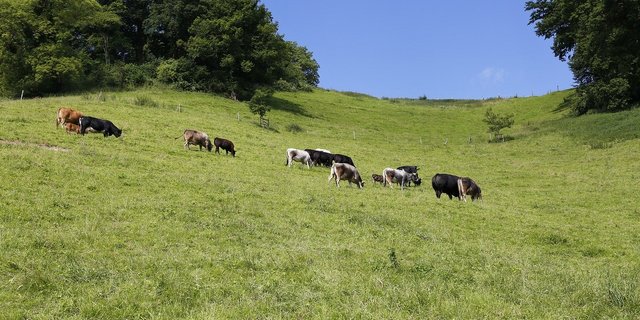 Die Wanderer seien beim Überqueren einer Weide von einer aggressiven Mutterkuh bedrängt und verfolgt worden. (Symbolbild Pixabay)