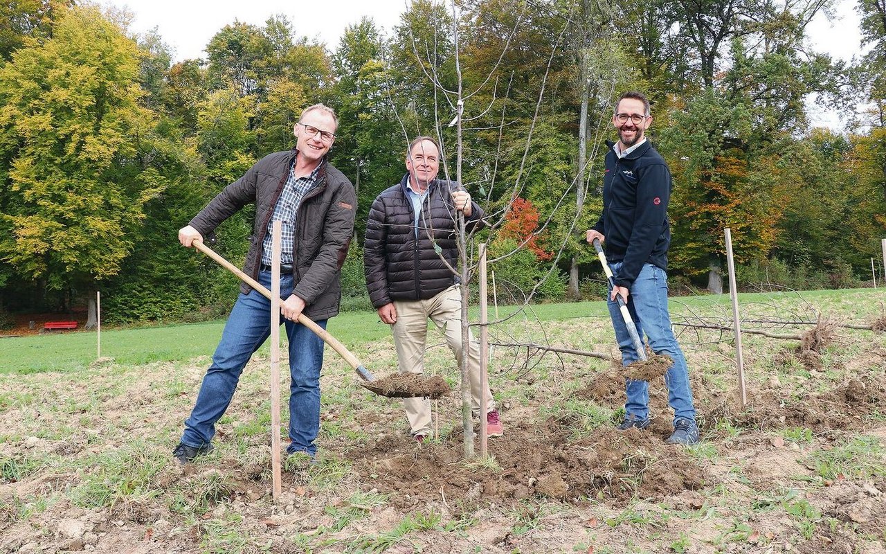 Von links: Toni Suter, Leiter Pflanzenbau, OK-Präsident Alois Huber und Ralf Bucher, Finanzen, setzten am Mittwoch auf dem ALA-Gelände einen Baum in der künftigen Obstanlage. 