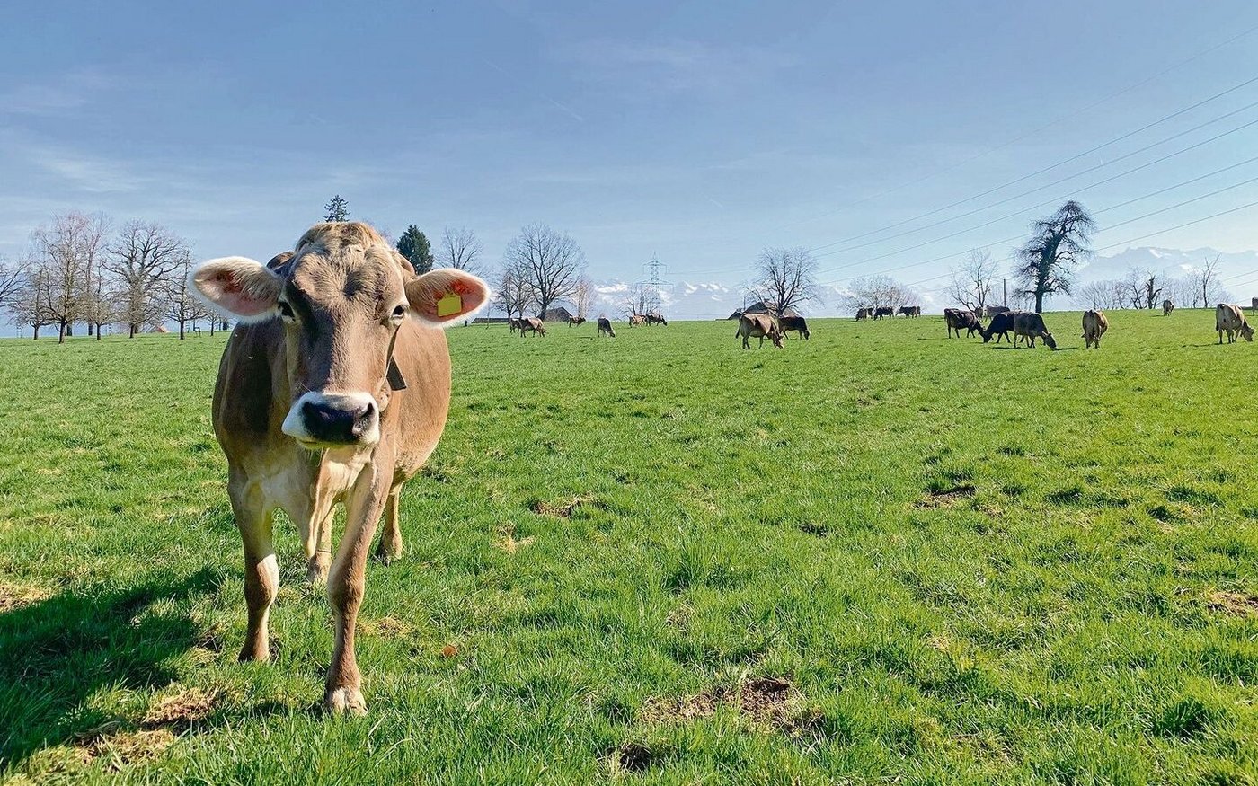 Milchkühe auf der Weide – Rindvieh verursacht einen Grossteil der Treibhausgasemissionen in der Landwirtschaft. 