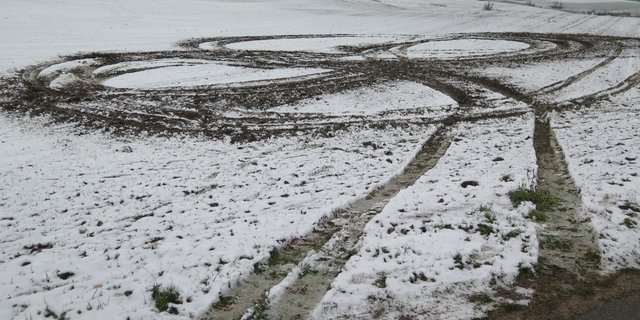 Wenn kein Haftpflichtiger genannt werden kann, bleiben die betroffenen Landwirte oft alleine auf dem ungedeckten Schaden sitzen. Kommt es jedoch zu Schäden durch jagdbares Wild, entschädigt dies unter Umständen der Wildschadenfonds. (Bild Kantonspolizei Baselland)