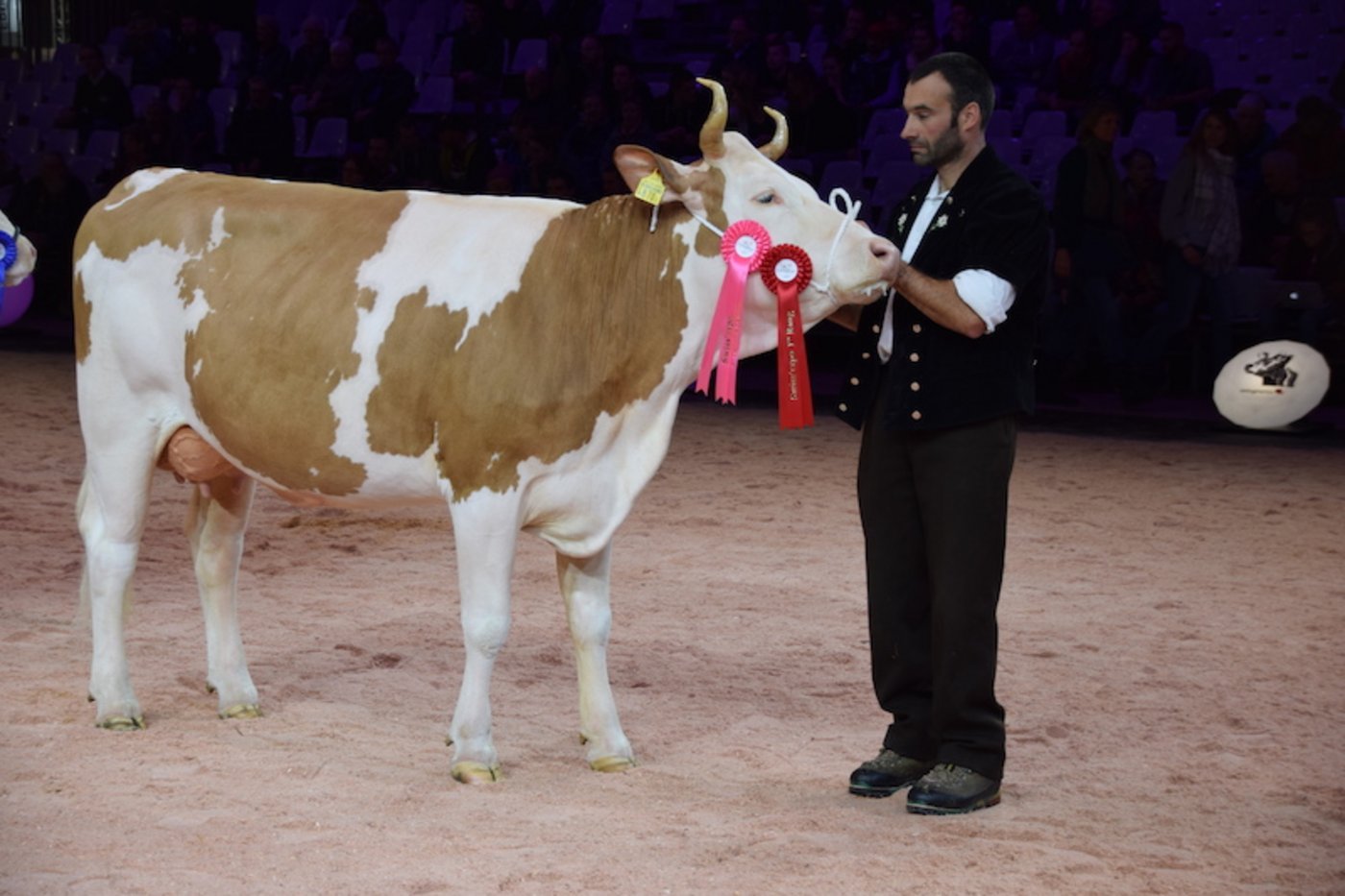 Siegerin Kategorie 3: Amarrullo Ilka, Peter Zimmermann, Lenk i. Simmental. 