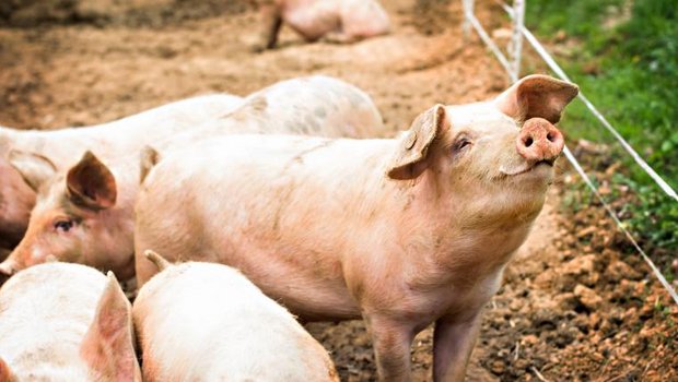 Schweine auf Bauernhof
