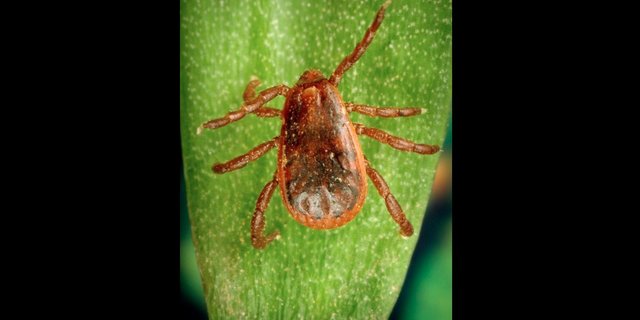 Ein Hundezeckenweibchen könne bis zu 4000 Eier legen. (Bild Gemeinfrei, https://commons.wikimedia.org/w/index.php?curid=688291)