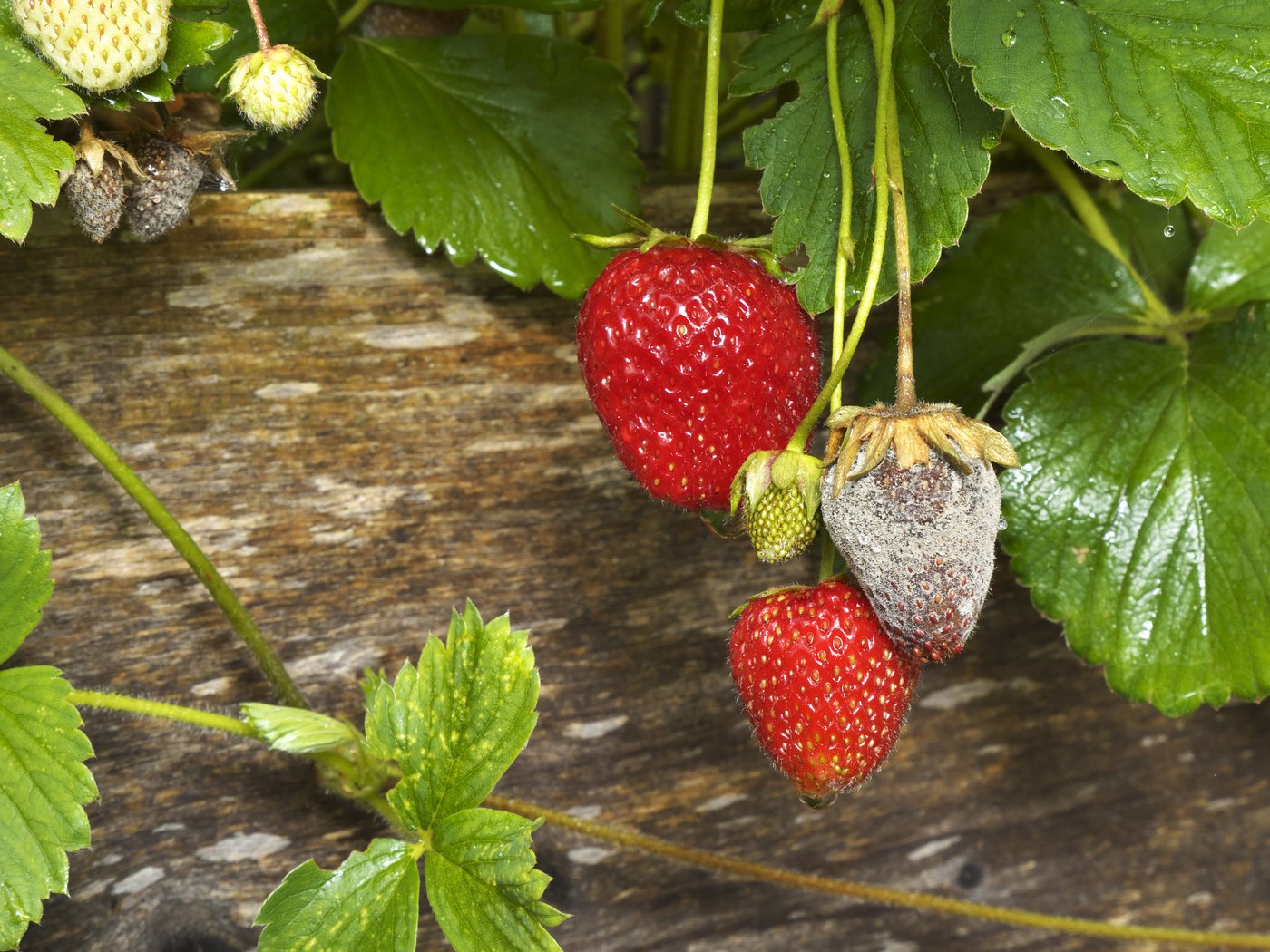 Die Pilzkrankheit Botrytis verursacht z. B. bei den Erdbeeren eine Fruchtfäule. Durch die Bestäubung der Blüten mit dem gutartigen Pilz der Firma Bee Vectoring Technologies werden die Abwehrkräfte der Pflanze gestärkt und Botrytis bekämpft. (Bild Florian Kittemann)