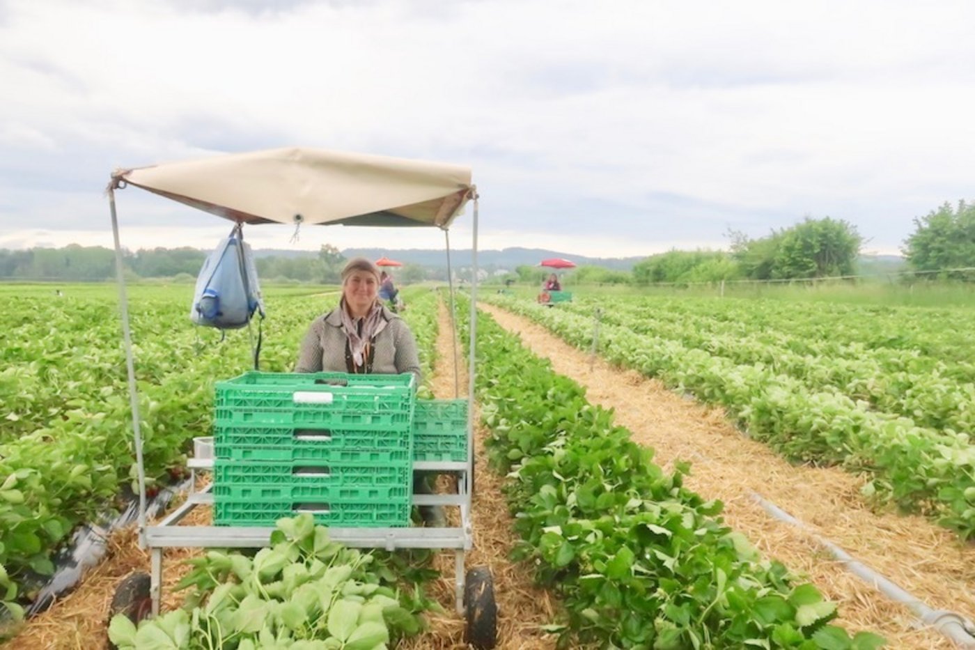 Frau Memedi pflückt seit 14 Jahren bei Büchis Erdbeeren.