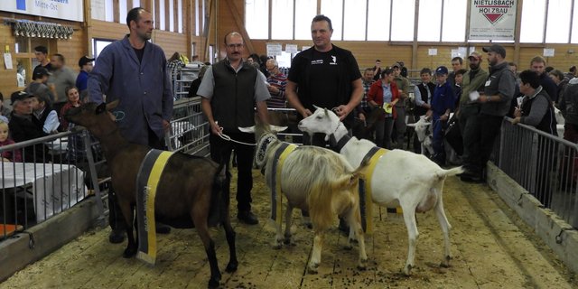 Die Besitzer der schönsten Ziegen: Kurt Pfyl, Brunnen (Saanen), Albin Ebnöther, Willerzell (Toggenburger), Franz Aebli, Mogelsberg SG (Gemsfarbig).(Bild Corina Senti)
