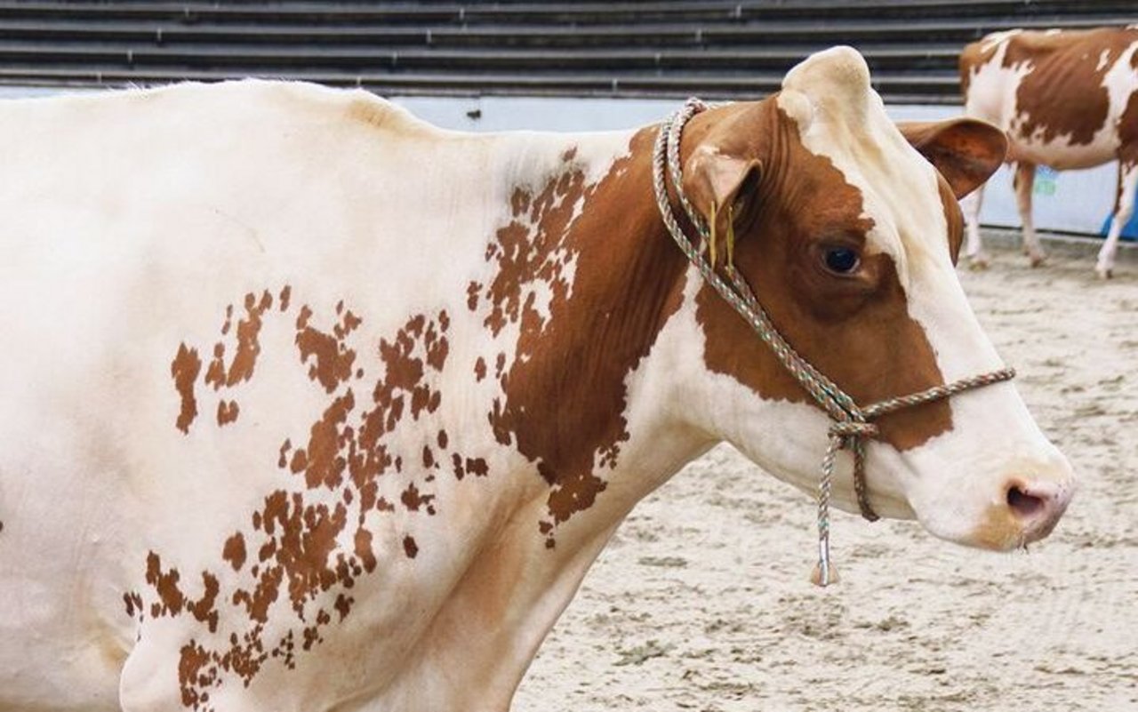 Gesunde Kühe erkennt man unter anderem am wachen Blick und dem aufmerksamen Ohrenspiel. 