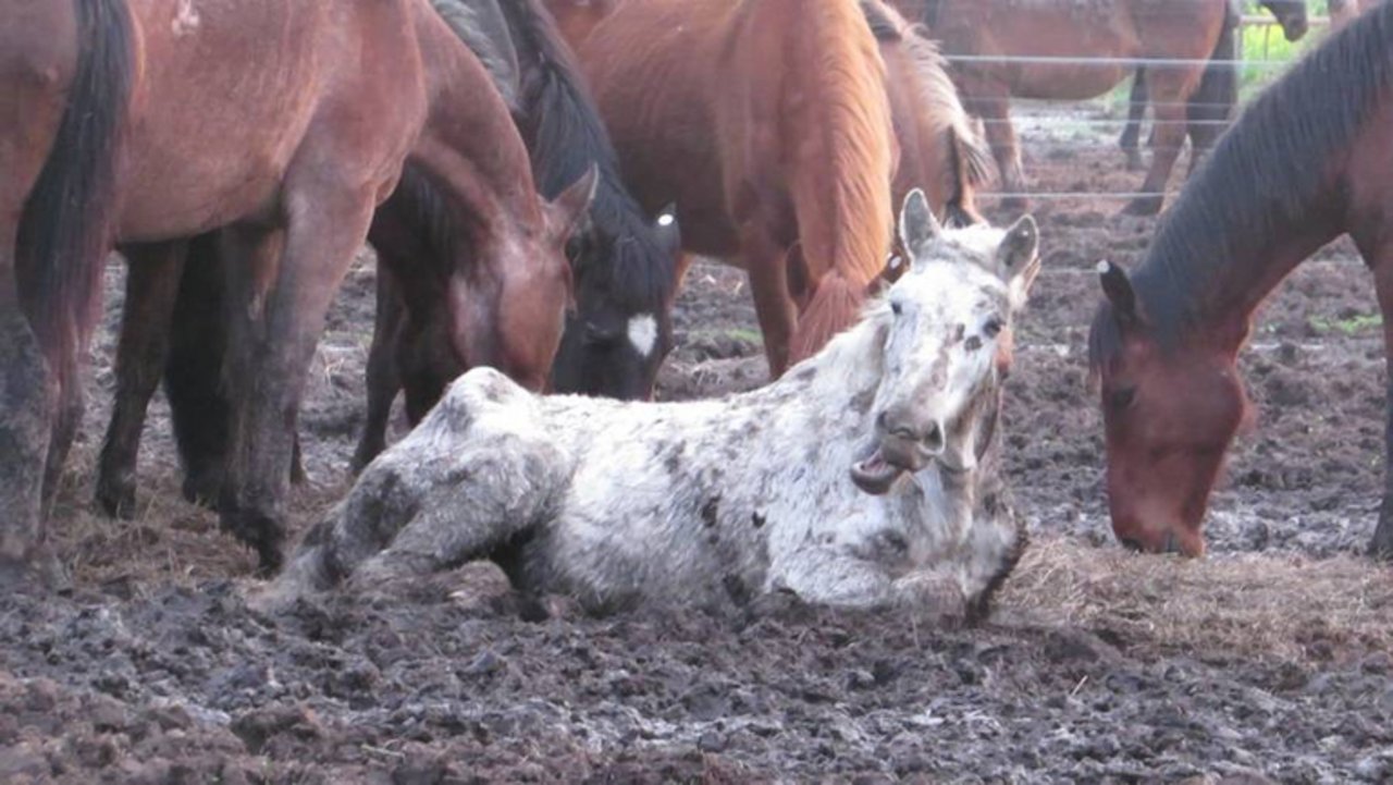 Laut TSB werden kranke, verletzte und sterbende Pferde sich selbst überlassen. (Bild TSB)