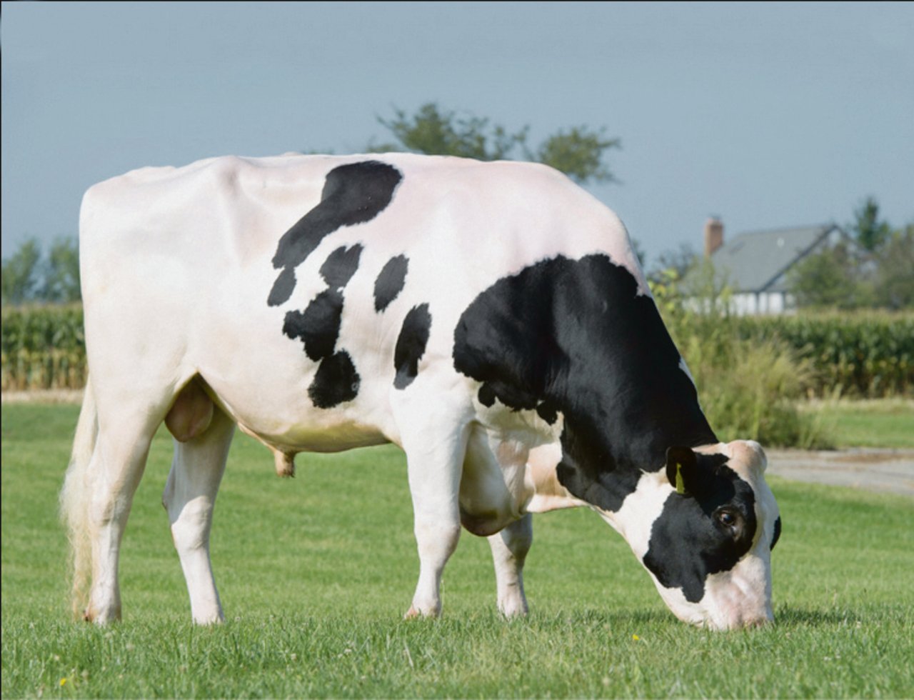 Mountfield SSI Dorcy Mogul ist zurzeit der Stierenvater der modernen Holsteinzucht: Viele seiner Söhne stürmen die Rangliste. (Bild Han Hopman)