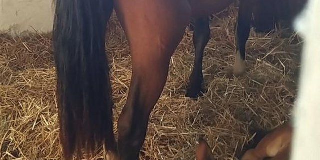 Die Pferde von Hefenhofen TG wurden vor der Versteigerung vorübergehend im Berner Armee-Tier-Kompetenzzentrum untergebracht. (Bild sb) 