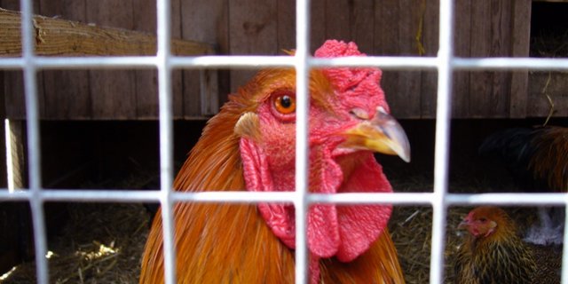  Die Frau hielt unter anderem 7 Hühner unter katastrophalen Bedingungen. (Bild Flickr/Caffeinehit)