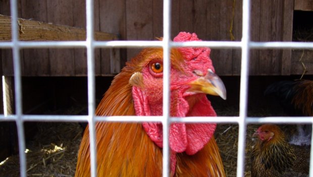  Die Frau hielt unter anderem 7 Hühner unter katastrophalen Bedingungen. (Bild Flickr/Caffeinehit)