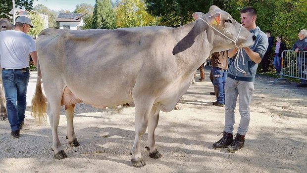 Nuria, eine Norwin-Tochter in vierter Laktation, Abteilungssiegerin und zweiter Rang im Schöneuter, wird von Laurin, dem Sohn des Betriebsleiters, im Schauring vorgeführt.