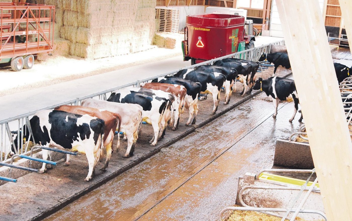 Erhöhte Fressplätze in Laufställen reduzieren die stark verschmutzten Oberflächen und leisten damit einen Beitrag zur Ammoniakreduktion. (Bild Adrian Krebs)