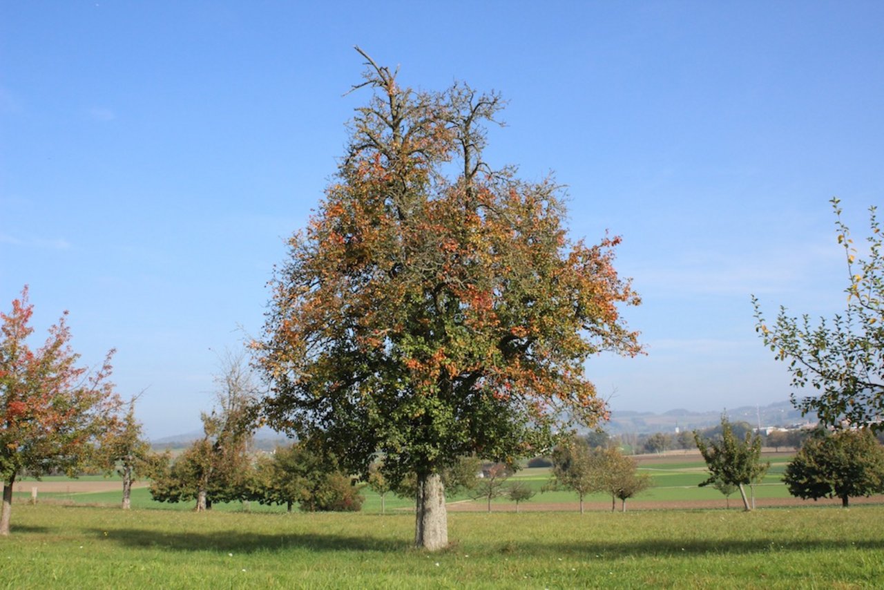 Nur wenige Bäume der Birnensorte sind in der Schweiz noch zu finden etwa am linke Zürichseeufer.