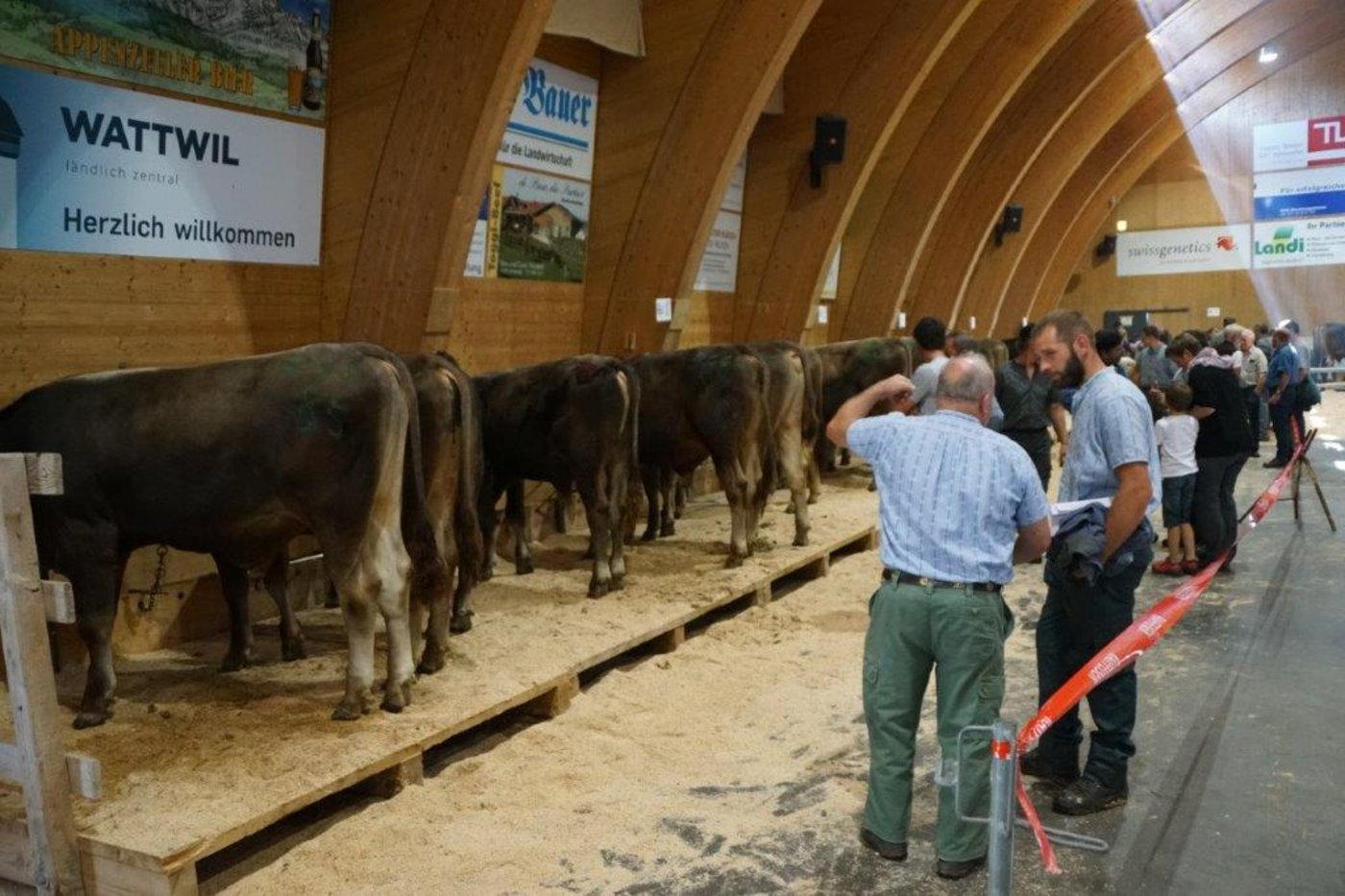 Die jungen Stiere bereiten Freude.