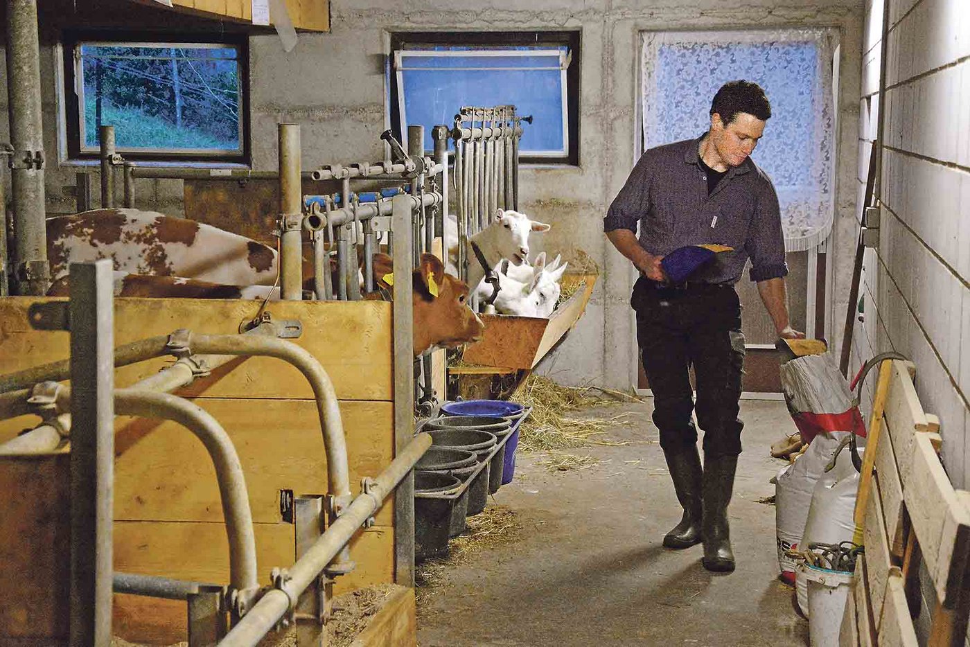 Der Landwirt legt grossen Wert auf robuste Kühe mit gruten Eutern. 