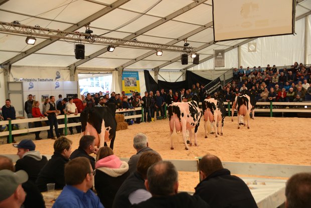 Die vier schönsten Luzerner Holstein-Kühe kurz vor der grossen Champion-Wahl. (Bild aem)