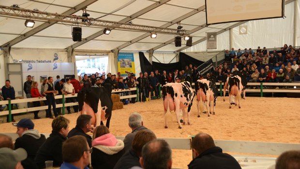 Die vier schönsten Luzerner Holstein-Kühe kurz vor der grossen Champion-Wahl. (Bild aem)