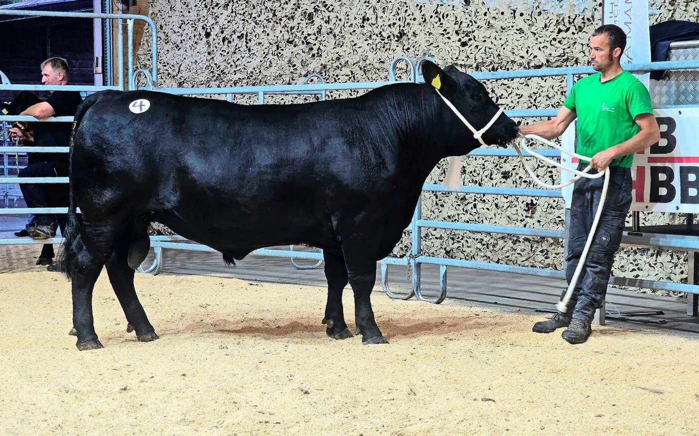 Der Champion der Angus-Rasse: der 775 kg schwere SMG-Mitch vom Sonnenhof von Silvan Gmür-Keller aus Ganterschwil SG.