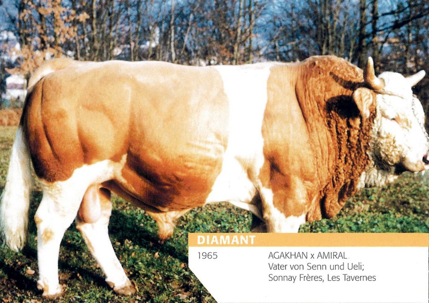 Diamant Palézieux war mit seinem Exterieur in den 70er-Jahren der Hingucker unter den KB-Stieren. Er hinterliess viele gute Kühe (Bild KB-Verband)