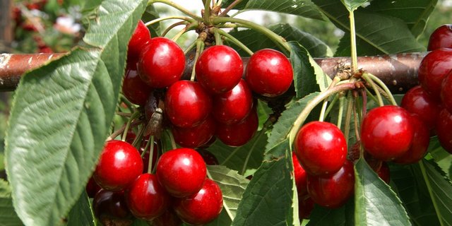 Kirschen haben Hochsaison (Bild lid)