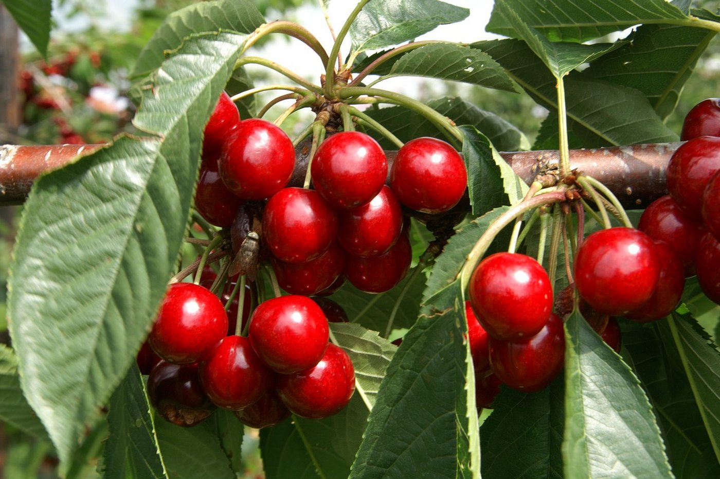 Kirschen haben Hochsaison (Bild lid)