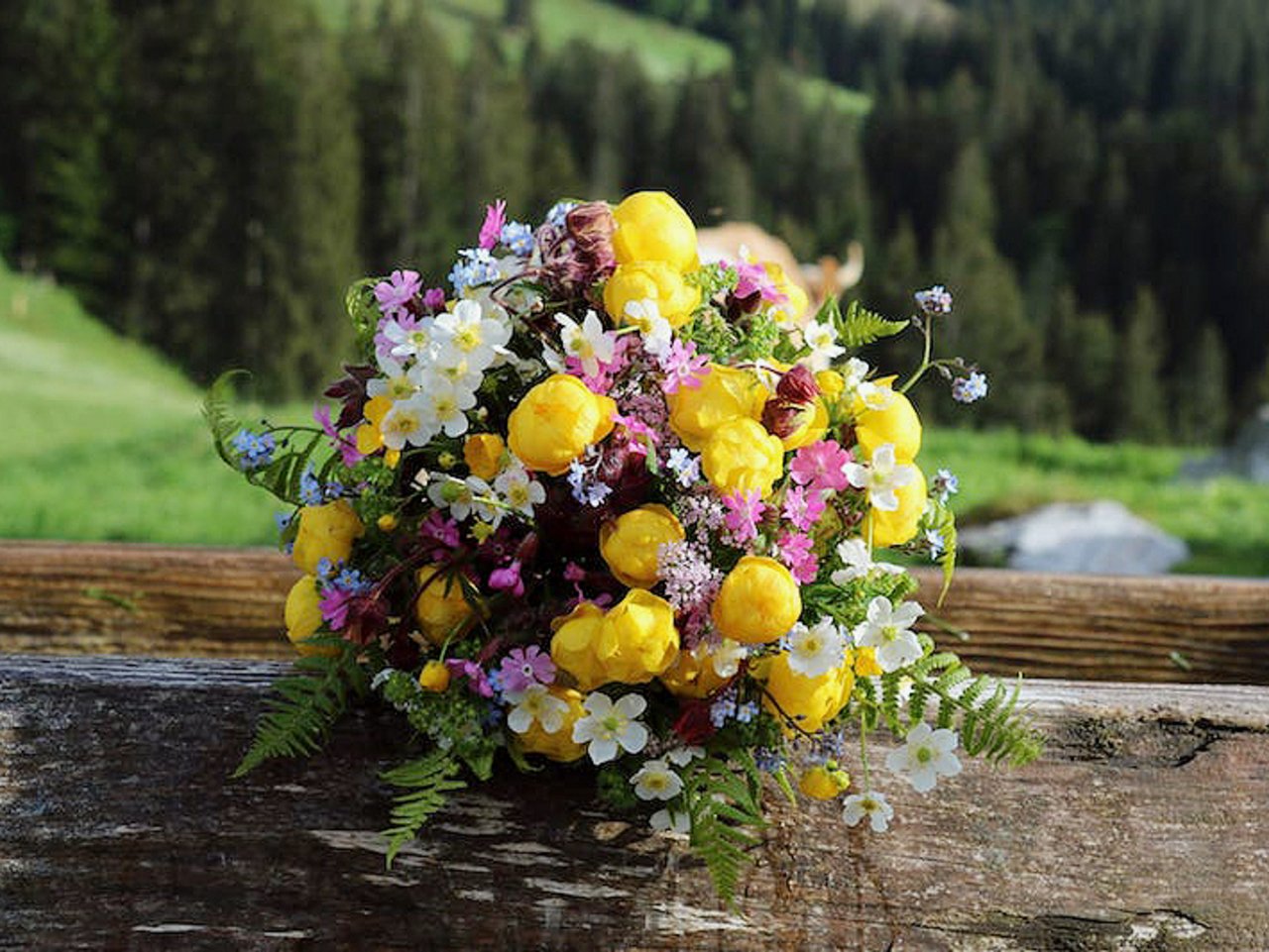 Eine geballte Ladung Sommer-Blumen von der Alp. Claudia Aebersold aus Diemtigen BE hat sie gepflückt und liebevoll arrangiert.