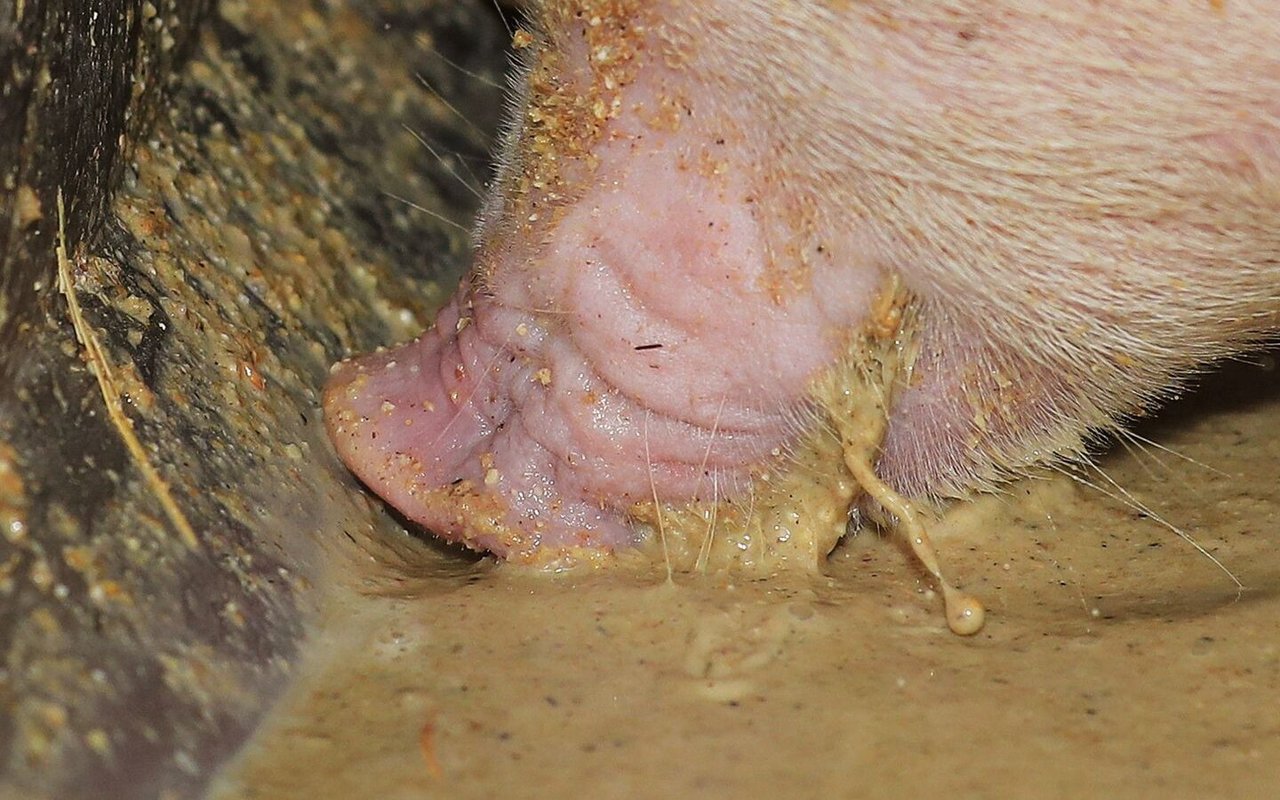 Der Mastleistung von Schweinen hat sich im Laufe der letzten Jahre erhöht. Dies wird in der Aktualisierung des Gelben Buches berücksichtigt. 