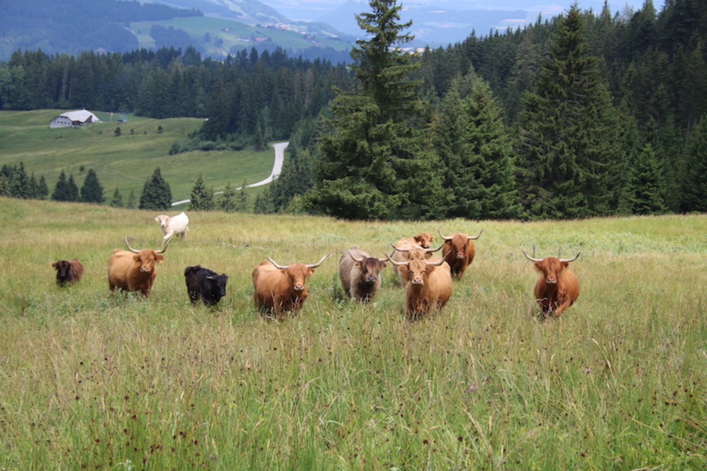 Im Sommer hält die Familie ihre Tiere auf der Alp.  (Bild asa)