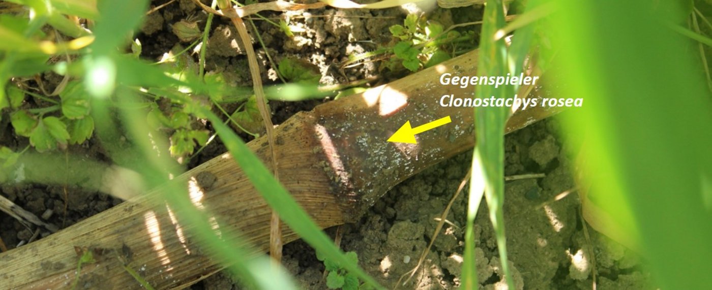 Maisstängel nach der Behandlung mit dem Bodenpilz Clonostachys rosea.