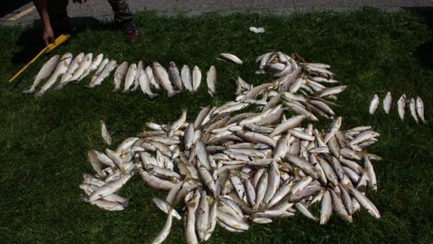 Mehrere Dutzend Fische verendeten. (Symbolbild Kapo ZH)