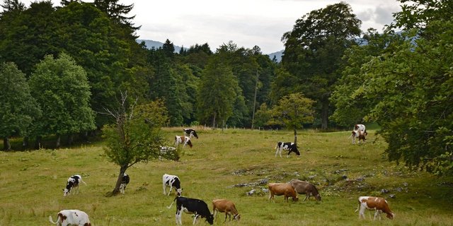 Im Jura hat es nicht viel geregnet und das Futter wird knapp.(Bild pf)