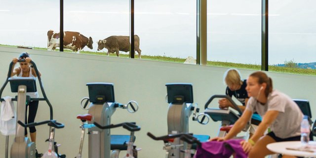 Ungeachtet moderner Fragestellungen und neuen Unterhaltungsmöglichkeiten für die Student(innen) bleibt die Kuh im Blickfeld der Agrarwissenschaften an der ETH. (Bild ETH Zürich / Alessandro della Bella)