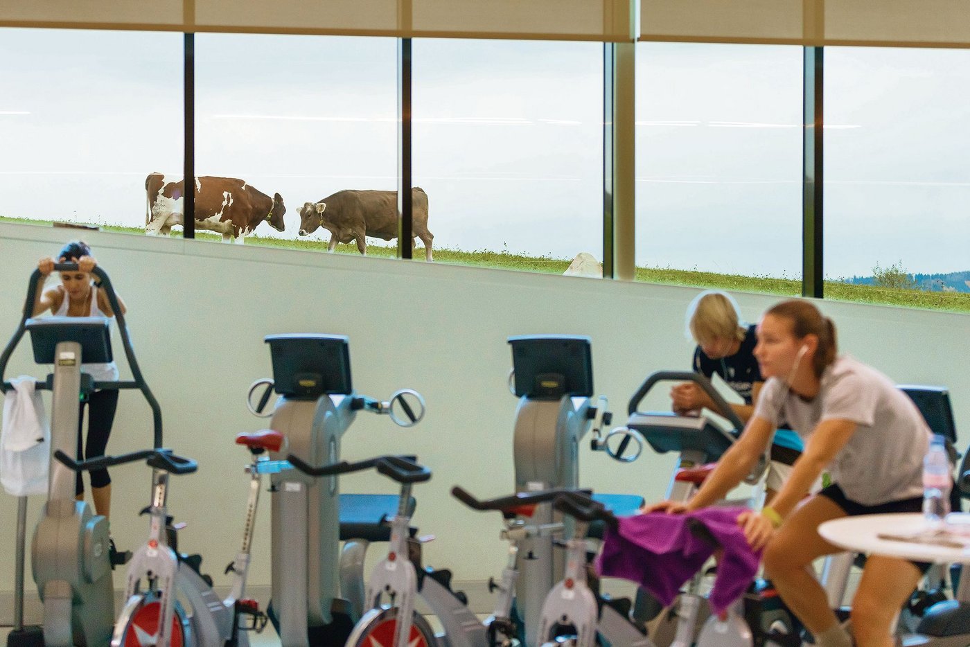 Ungeachtet moderner Fragestellungen und neuen Unterhaltungsmöglichkeiten für die Student(innen) bleibt die Kuh im Blickfeld der Agrarwissenschaften an der ETH. (Bild ETH Zürich / Alessandro della Bella)