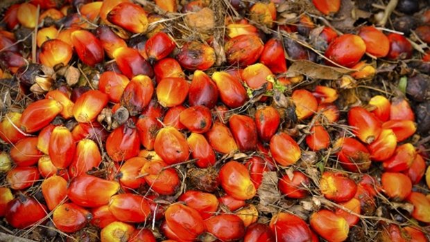 Palmöl wird zunehmend kritisiert. (Bild Pixabay)
