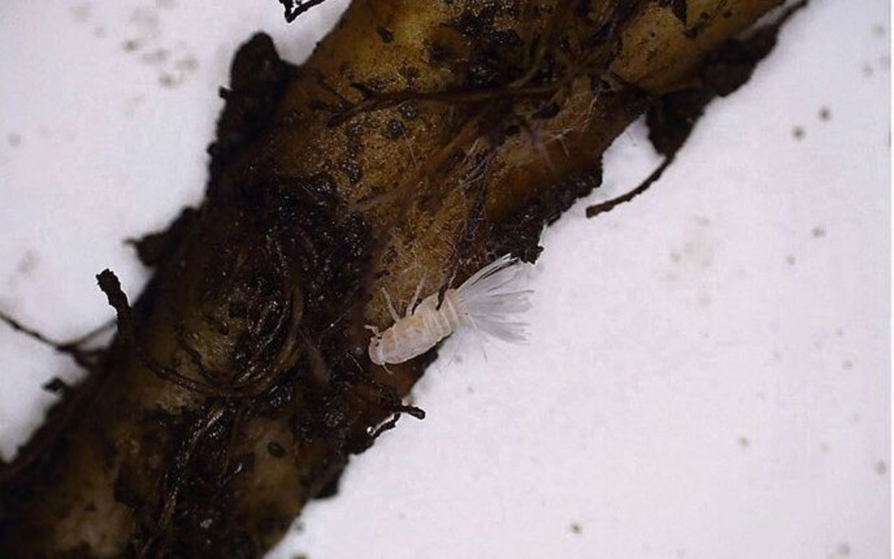 Wenn die Rüben geerntet werden, entwickelt sich die Zikadenlarve im Boden weiter und ernährt sich von den Rübenrückständen.