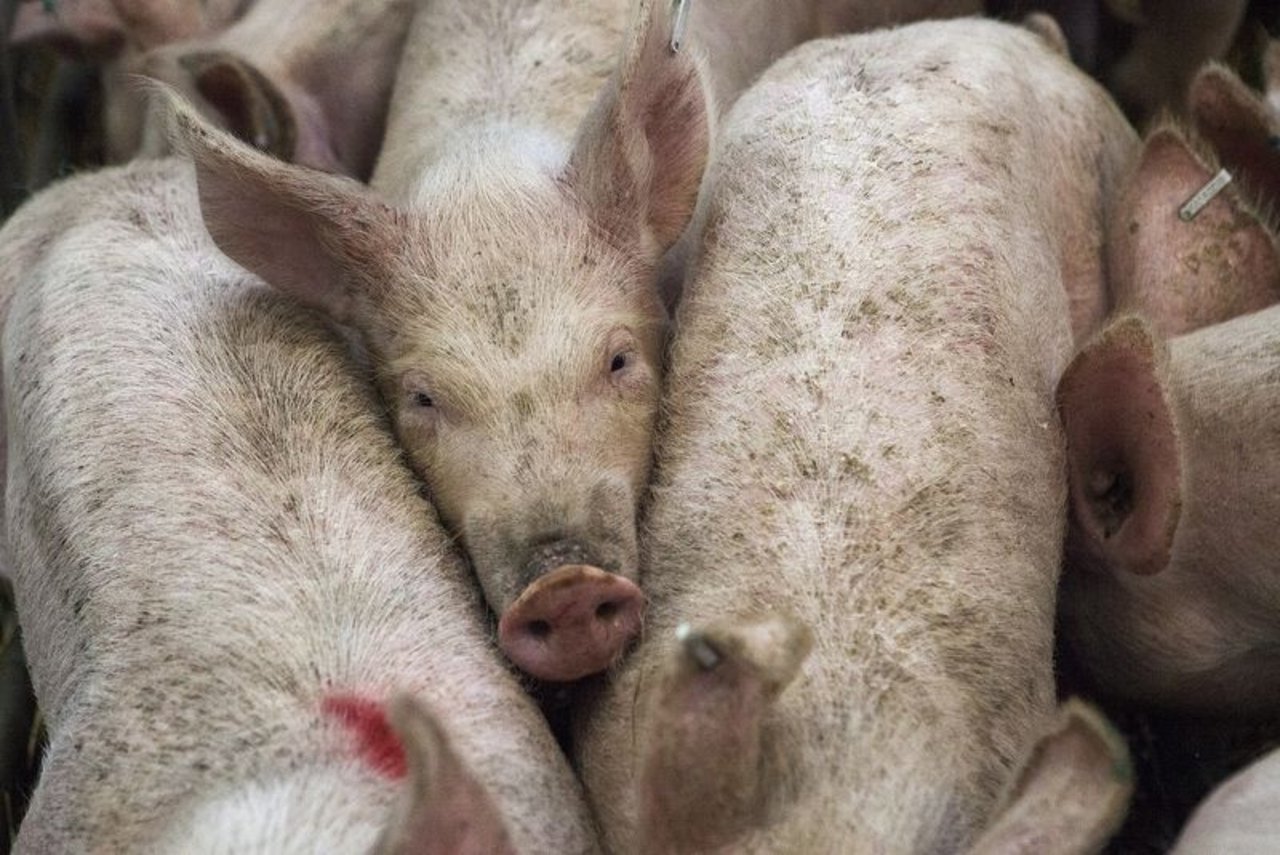 20'000 Schweine werden normalerweise pro Tag am Standort verarbeitet. (Symbolbild Pixabay)