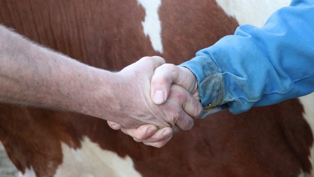 Der Handschlag besiegelt im Viehhandel den Kauf. In Zeiten von Corona wird darauf verzichtet. (Bild Ruth Aerni)